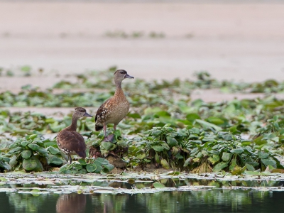 <i class='fa fa-user'></i>&nbsp;Paul van Giersbergen&nbsp;|   Gevlekte Fluiteend&nbsp; <i class='fa fa-eye'>&nbsp;191</i> &nbsp; <i class='fa fa-comment-o'>&nbsp;2</i>