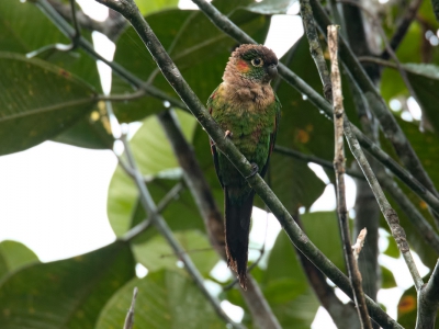 <i class='fa fa-user'></i>&nbsp;David Spelt&nbsp;|   Witnekparkiet&nbsp; <i class='fa fa-eye'>&nbsp;196</i> &nbsp; <i class='fa fa-comment-o'>&nbsp;3</i>