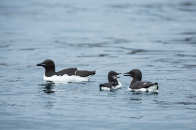 <i class='fa fa-user'></i>&nbsp;Arjen Drost&nbsp;|   Kortbekzeekoet&nbsp; <i class='fa fa-eye'>&nbsp;227</i> &nbsp; <i class='fa fa-comment-o'>&nbsp;5</i>