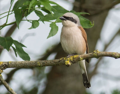 <i class='fa fa-user'></i>&nbsp;Hillebrand Keun&nbsp;|   Grauwe Klauwier&nbsp; <i class='fa fa-eye'>&nbsp;284</i> &nbsp; <i class='fa fa-comment-o'>&nbsp;6</i>