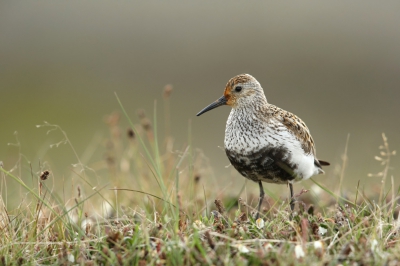 <i class='fa fa-user'></i>&nbsp;Frank Kremer&nbsp;|   Bonte Strandloper&nbsp; <i class='fa fa-eye'>&nbsp;379</i> &nbsp;<i class='fa fa-thumbs-up'>&nbsp;2</i> &nbsp; <i class='fa fa-comment-o'>&nbsp;13</i>