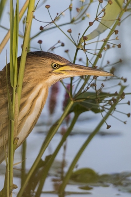 <i class='fa fa-user'></i>&nbsp;Peter Soer&nbsp;|   Woudaap&nbsp; <i class='fa fa-eye'>&nbsp;327</i> &nbsp; <i class='fa fa-comment-o'>&nbsp;5</i>