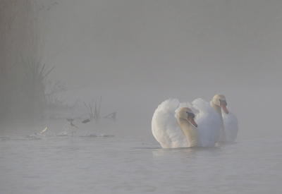 <i class='fa fa-user'></i>&nbsp;sieb&nbsp;|   Knobbelzwaan&nbsp; <i class='fa fa-eye'>&nbsp;334</i> &nbsp;<i class='fa fa-thumbs-up'>&nbsp;5</i> &nbsp; <i class='fa fa-comment-o'>&nbsp;14</i>