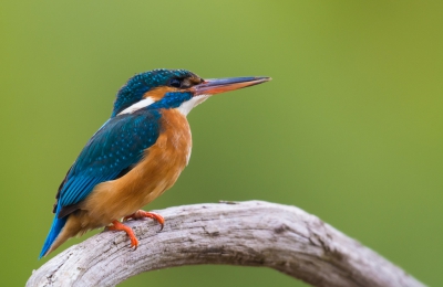 koningsdag een bezoek gebracht aan de hut van Han Bouwmeester, 11 uur gezeten met maar 5 minuten IJsvogel...
het was het wachten waard!
