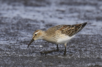 <i class='fa fa-user'></i>&nbsp;Gerard Visser&nbsp;|   Gestreepte Strandloper&nbsp; <i class='fa fa-eye'>&nbsp;382</i> &nbsp;<i class='fa fa-thumbs-up'>&nbsp;3</i> &nbsp; <i class='fa fa-comment-o'>&nbsp;15</i>