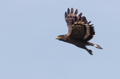 <i class='fa fa-user'></i>&nbsp;Kees de Jager&nbsp;|   Indische Slangenarend&nbsp; <i class='fa fa-eye'>&nbsp;208</i> &nbsp; <i class='fa fa-comment-o'>&nbsp;3</i>