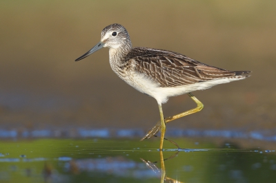 <i class='fa fa-user'></i>&nbsp;Johan G&nbsp;|   Groenpootruiter&nbsp; <i class='fa fa-eye'>&nbsp;408</i> &nbsp;<i class='fa fa-thumbs-up'>&nbsp;7</i> &nbsp; <i class='fa fa-comment-o'>&nbsp;11</i>