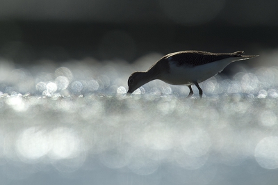 <i class='fa fa-user'></i>&nbsp;EV&nbsp;|   Oeverloper&nbsp; <i class='fa fa-eye'>&nbsp;293</i> &nbsp;<i class='fa fa-thumbs-up'>&nbsp;4</i> &nbsp; <i class='fa fa-comment-o'>&nbsp;6</i>