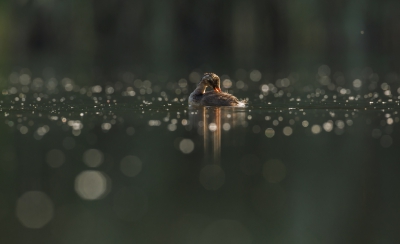 <i class='fa fa-user'></i>&nbsp;Ton D�pp&nbsp;|   Dodaars&nbsp; <i class='fa fa-eye'>&nbsp;351</i> &nbsp;<i class='fa fa-thumbs-up'>&nbsp;5</i> &nbsp; <i class='fa fa-comment-o'>&nbsp;9</i>