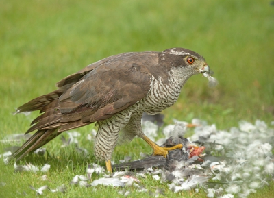 Mijn vrouw ging een boodschap doen maar was gelijk terug met de mededeling dat er een roofvogel bij de buurman in de tuin zat.
Snel mijn fotospullen gepakt maar de lage haag waar de havik achter had wat lange uitlopers dus snel nog een huishoudtrapje kunnen pakken gelukkig bleef de havik nog een 50 tal foto's zitten voor deze met de restanten van de prooi er vandoor ging.
Met 700 mm uit de hand bovenop een gammel huishoudtrapje ben ik niet geheel ontevreden met het resultaat.