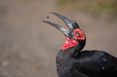 <i class='fa fa-user'></i>&nbsp;Eric M&nbsp;|   Zuidelijke Hoornraaf&nbsp; <i class='fa fa-eye'>&nbsp;320</i> &nbsp; <i class='fa fa-comment-o'>&nbsp;7</i>