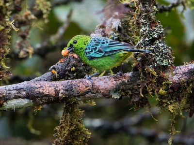 <i class='fa fa-user'></i>&nbsp;David Spelt&nbsp;|   Geelbuiktangare&nbsp; <i class='fa fa-eye'>&nbsp;240</i> &nbsp; <i class='fa fa-comment-o'>&nbsp;6</i>