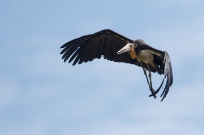 <i class='fa fa-user'></i>&nbsp;Kees de Jager&nbsp;|   Javaanse Maraboe&nbsp; <i class='fa fa-eye'>&nbsp;206</i> &nbsp; <i class='fa fa-comment-o'>&nbsp;1</i>