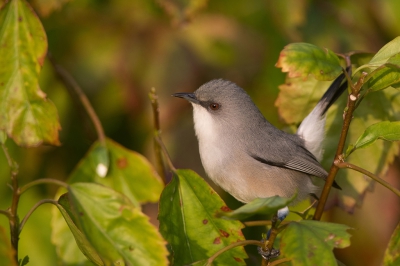 <i class='fa fa-user'></i>&nbsp;Eric M&nbsp;|   Grijze Mauritiusbrilvogel&nbsp; <i class='fa fa-eye'>&nbsp;323</i> &nbsp;<i class='fa fa-thumbs-up'>&nbsp;3</i> &nbsp; <i class='fa fa-comment-o'>&nbsp;9</i>