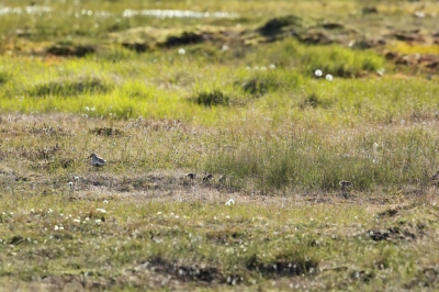 <i class='fa fa-user'></i>&nbsp;Frank Kremer&nbsp;|   Bonte Strandloper&nbsp; <i class='fa fa-eye'>&nbsp;329</i> &nbsp;<i class='fa fa-thumbs-up'>&nbsp;1</i> &nbsp; <i class='fa fa-comment-o'>&nbsp;5</i>