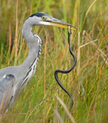 <i class='fa fa-user'></i>&nbsp;Ruud Scherpenisse&nbsp;|   Blauwe Reiger&nbsp; <i class='fa fa-eye'>&nbsp;1061</i> &nbsp;<i class='fa fa-thumbs-up'>&nbsp;18</i> &nbsp; <i class='fa fa-comment-o'>&nbsp;14</i>