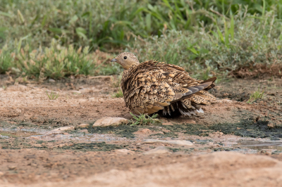 Toevalligerwijs ontdekte ik een drinkplaats voor deze woestijnvogels. Een paar keer bezocht en ze kwamen trouw midden op de morgen. Dit vrouwtje lijkt even na te genieten van een paar slokjes water.