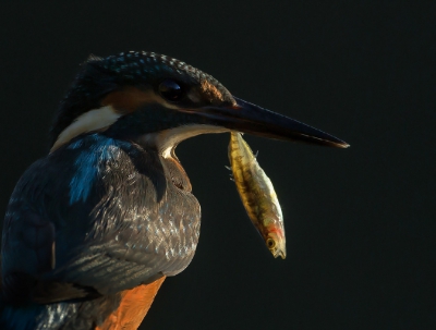 <i class='fa fa-user'></i>&nbsp;Ton D�pp&nbsp;|   IJsvogel&nbsp; <i class='fa fa-eye'>&nbsp;460</i> &nbsp;<i class='fa fa-thumbs-up'>&nbsp;3</i> &nbsp; <i class='fa fa-comment-o'>&nbsp;9</i>