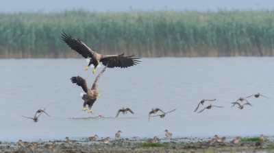 Na vele dagen en uren in de zon regen weer en wind om dit vast te leggen en dit schouwspel te zien waar wij alleen maar van konden dromen met niet een maar uit eindelijk 4 Zeearenden dat is voor ons een emotie en dan weet je het we zijn verslaafd