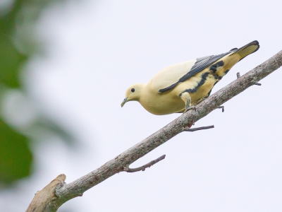 <i class='fa fa-user'></i>&nbsp;Paul van Giersbergen&nbsp;|   Witte Muskaatduif&nbsp; <i class='fa fa-eye'>&nbsp;222</i> &nbsp; <i class='fa fa-comment-o'>&nbsp;3</i>