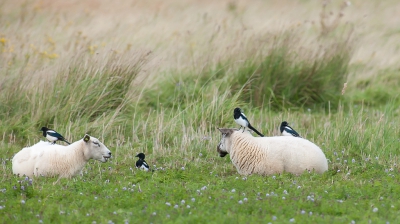 <i class='fa fa-user'></i>&nbsp;arnold merckx&nbsp;|   Ekster&nbsp; <i class='fa fa-eye'>&nbsp;314</i> &nbsp;<i class='fa fa-thumbs-up'>&nbsp;1</i> &nbsp; <i class='fa fa-comment-o'>&nbsp;5</i>