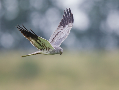 <i class='fa fa-user'></i>&nbsp;vogeljan&nbsp;|   Grauwe Kiekendief&nbsp; <i class='fa fa-eye'>&nbsp;493</i> &nbsp;<i class='fa fa-thumbs-up'>&nbsp;7</i> &nbsp; <i class='fa fa-comment-o'>&nbsp;9</i>