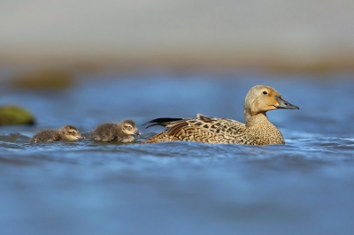 <i class='fa fa-user'></i>&nbsp;Frank Kremer&nbsp;|   Koningseider&nbsp; <i class='fa fa-eye'>&nbsp;450</i> &nbsp;<i class='fa fa-thumbs-up'>&nbsp;4</i> &nbsp; <i class='fa fa-comment-o'>&nbsp;11</i>