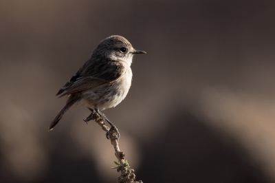 <i class='fa fa-user'></i>&nbsp;pjvantuil&nbsp;|   Canarische Roodborsttapuit&nbsp; <i class='fa fa-eye'>&nbsp;347</i> &nbsp;<i class='fa fa-thumbs-up'>&nbsp;2</i> &nbsp; <i class='fa fa-comment-o'>&nbsp;6</i>