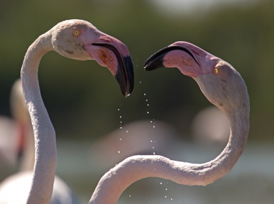 <i class='fa fa-user'></i>&nbsp;Martijn Schot&nbsp;|   Flamingo&nbsp; <i class='fa fa-eye'>&nbsp;256</i> &nbsp; <i class='fa fa-comment-o'>&nbsp;3</i>