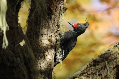 <i class='fa fa-user'></i>&nbsp;Martjan Lammertink&nbsp;|   Magelhaenspecht&nbsp; <i class='fa fa-eye'>&nbsp;369</i> &nbsp;<i class='fa fa-thumbs-up'>&nbsp;9</i> &nbsp; <i class='fa fa-comment-o'>&nbsp;9</i>