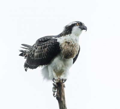 <i class='fa fa-user'></i>&nbsp;Ton D�pp&nbsp;|   Visarend&nbsp; <i class='fa fa-eye'>&nbsp;721</i> &nbsp;<i class='fa fa-thumbs-up'>&nbsp;14</i> &nbsp; <i class='fa fa-comment-o'>&nbsp;21</i>