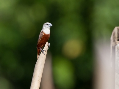 <i class='fa fa-user'></i>&nbsp;Paul van Giersbergen&nbsp;|   Bleekkopnon&nbsp; <i class='fa fa-eye'>&nbsp;201</i> &nbsp; <i class='fa fa-comment-o'>&nbsp;2</i>