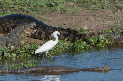<i class='fa fa-user'></i>&nbsp;martin lok&nbsp;|   Amerikaanse Kleine Zilverreiger&nbsp; <i class='fa fa-eye'>&nbsp;218</i> &nbsp;<i class='fa fa-thumbs-up'>&nbsp;1</i> &nbsp; <i class='fa fa-comment-o'>&nbsp;4</i>