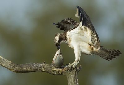 <i class='fa fa-user'></i>&nbsp;natuurflits&nbsp;|   Visarend&nbsp; <i class='fa fa-eye'>&nbsp;894</i> &nbsp;<i class='fa fa-thumbs-up'>&nbsp;20</i> &nbsp; <i class='fa fa-comment-o'>&nbsp;24</i>