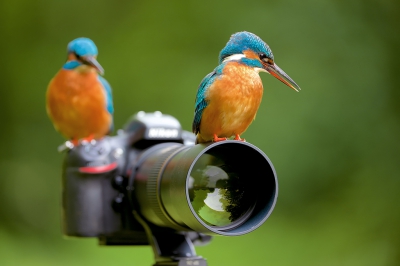 <i class='fa fa-user'></i>&nbsp;Corn� van Oosterhout&nbsp;|   IJsvogel&nbsp; <i class='fa fa-eye'>&nbsp;1098</i> &nbsp;<i class='fa fa-thumbs-up'>&nbsp;18</i> &nbsp; <i class='fa fa-comment-o'>&nbsp;12</i>