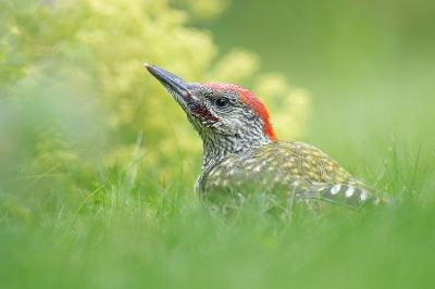 <i class='fa fa-user'></i>&nbsp;advanduren&nbsp;|   Groene Specht&nbsp; <i class='fa fa-eye'>&nbsp;367</i> &nbsp;<i class='fa fa-thumbs-up'>&nbsp;3</i> &nbsp; <i class='fa fa-comment-o'>&nbsp;12</i>