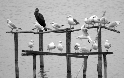 <i class='fa fa-user'></i>&nbsp;groenvogel57&nbsp;|   Kokmeeuw&nbsp; <i class='fa fa-eye'>&nbsp;371</i> &nbsp;<i class='fa fa-thumbs-up'>&nbsp;4</i> &nbsp; <i class='fa fa-comment-o'>&nbsp;13</i>