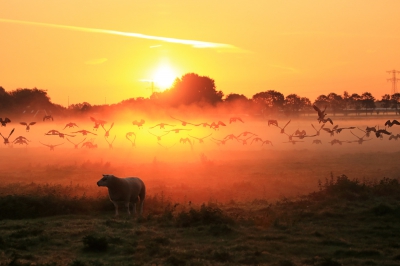 <i class='fa fa-user'></i>&nbsp;ron entius&nbsp;|   Brandgans&nbsp; <i class='fa fa-eye'>&nbsp;504</i> &nbsp;<i class='fa fa-thumbs-up'>&nbsp;16</i> &nbsp; <i class='fa fa-comment-o'>&nbsp;17</i>