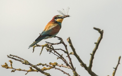 Nu niet vanuit Spanje of Frankrijk maar in Nedeland.
We hebben de primeur om een broedgeval van Bijeneters op Walcheren in Zeeland te hebben, een geweldige ervaring om dit te beleven.
In een voor het publiek verboden gebied maar vanaf het wandelpad kon ik deze opname maken waar ik wel heel blij mee ben.