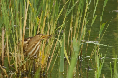 Naast visjes en kikkertjes, consumeerde dit vrouwtje Woudaap ook regelmatig insecten. Hier is een Gewone Oeverlibel haar prooi.