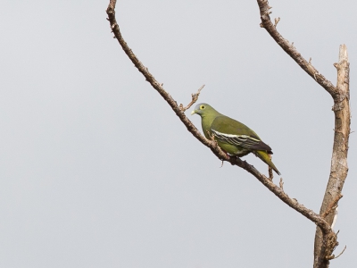 <i class='fa fa-user'></i>&nbsp;Paul van Giersbergen&nbsp;|   Bonapartes Papegaaiduif&nbsp; <i class='fa fa-eye'>&nbsp;186</i> &nbsp; <i class='fa fa-comment-o'>&nbsp;0</i>