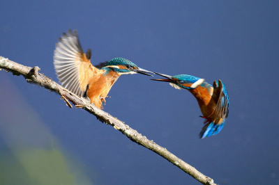 Ijsvogels, vermoedelijk uit hetzelfde nest, die lekker stoeien in de najaarszon.