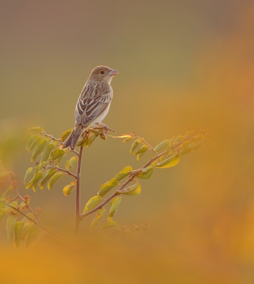 <i class='fa fa-user'></i>&nbsp;sam&nbsp;|   Zwartkopgors&nbsp; <i class='fa fa-eye'>&nbsp;473</i> &nbsp;<i class='fa fa-thumbs-up'>&nbsp;9</i> &nbsp; <i class='fa fa-comment-o'>&nbsp;6</i>