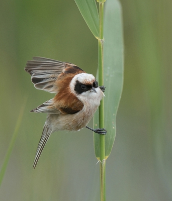 <i class='fa fa-user'></i>&nbsp;Wilfried Solarz&nbsp;|   Buidelmees&nbsp; <i class='fa fa-eye'>&nbsp;531</i> &nbsp;<i class='fa fa-thumbs-up'>&nbsp;15</i> &nbsp; <i class='fa fa-comment-o'>&nbsp;17</i>