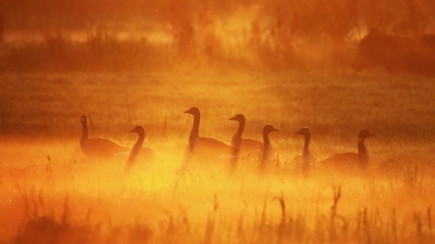 <i class='fa fa-user'></i>&nbsp;Peter Stam&nbsp;|   Grauwe Gans&nbsp; <i class='fa fa-eye'>&nbsp;352</i> &nbsp;<i class='fa fa-thumbs-up'>&nbsp;5</i> &nbsp; <i class='fa fa-comment-o'>&nbsp;10</i>