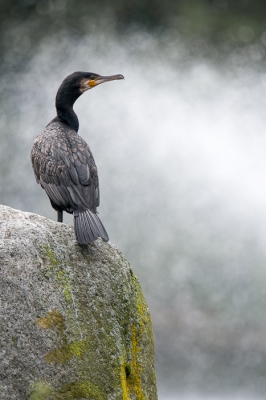 <i class='fa fa-user'></i>&nbsp;Hans Overduin&nbsp;|   Aalscholver&nbsp; <i class='fa fa-eye'>&nbsp;267</i> &nbsp;<i class='fa fa-thumbs-up'>&nbsp;1</i> &nbsp; <i class='fa fa-comment-o'>&nbsp;9</i>