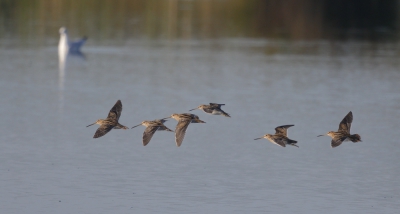 <i class='fa fa-user'></i>&nbsp;Ben Reitsma&nbsp;|   Watersnip&nbsp; <i class='fa fa-eye'>&nbsp;328</i> &nbsp; <i class='fa fa-comment-o'>&nbsp;4</i>