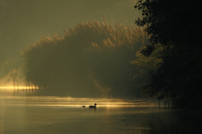 <i class='fa fa-user'></i>&nbsp;dick renes&nbsp;|   Wilde Eend&nbsp; <i class='fa fa-eye'>&nbsp;363</i> &nbsp;<i class='fa fa-thumbs-up'>&nbsp;9</i> &nbsp; <i class='fa fa-comment-o'>&nbsp;8</i>