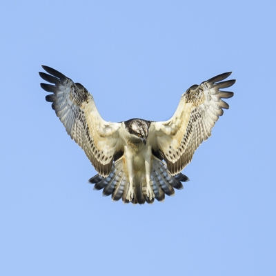 <i class='fa fa-user'></i>&nbsp;Jaap van Rotten&nbsp;|   Visarend&nbsp; <i class='fa fa-eye'>&nbsp;689</i> &nbsp;<i class='fa fa-thumbs-up'>&nbsp;4</i> &nbsp; <i class='fa fa-comment-o'>&nbsp;13</i>