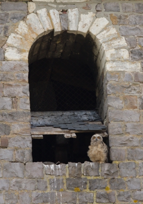 <i class='fa fa-user'></i>&nbsp;Pascal Gielen&nbsp;|   Oehoe&nbsp; <i class='fa fa-eye'>&nbsp;538</i> &nbsp;<i class='fa fa-thumbs-up'>&nbsp;2</i> &nbsp; <i class='fa fa-comment-o'>&nbsp;10</i>